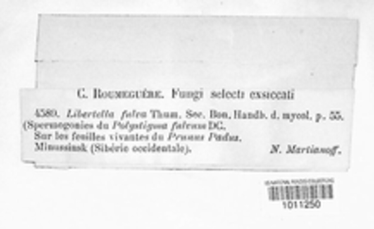 Polystigma fulvum image
